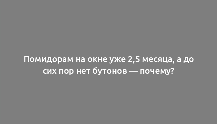 Помидорам на окне уже 2,5 месяца, а до сих пор нет бутонов — почему?