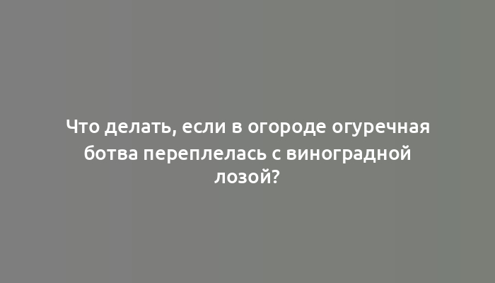 Что делать, если в огороде огуречная ботва переплелась с виноградной лозой?