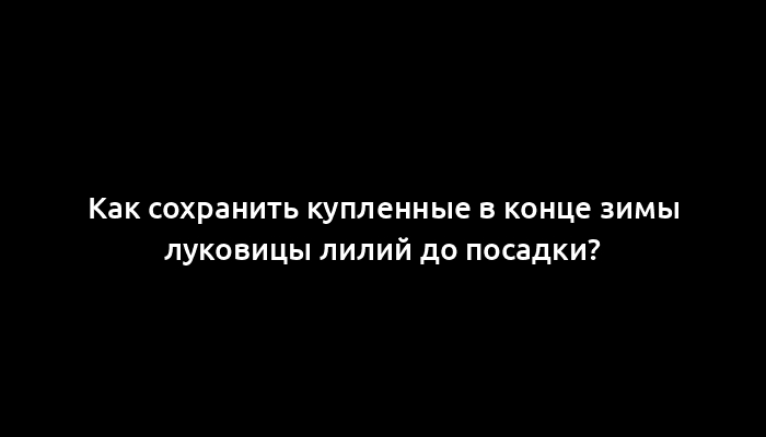 Как сохранить купленные в конце зимы луковицы лилий до посадки?